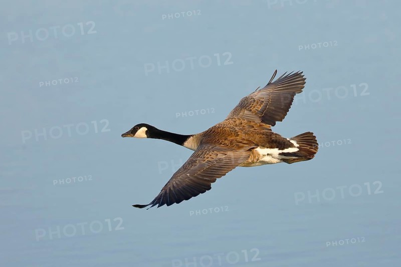 Canada Goose (Branta canadensis), in flight, Gunzenhausen, Altmühlsee, Franconian Lake District, Franconia, Bavaria, Germany, Europe