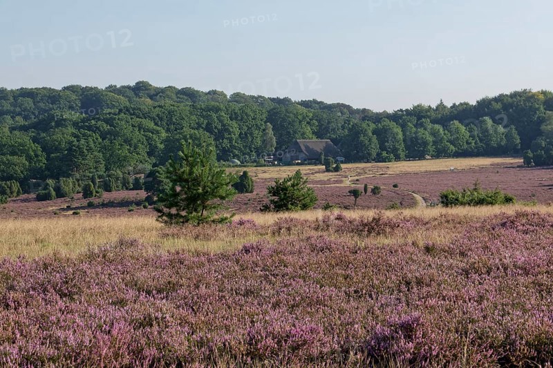 Heathland landscape and hiking trail during the heath blossom in the Lüneburg Heath nature reserve. Niederhaverbeck, Lower Saxony, Germany, Europe