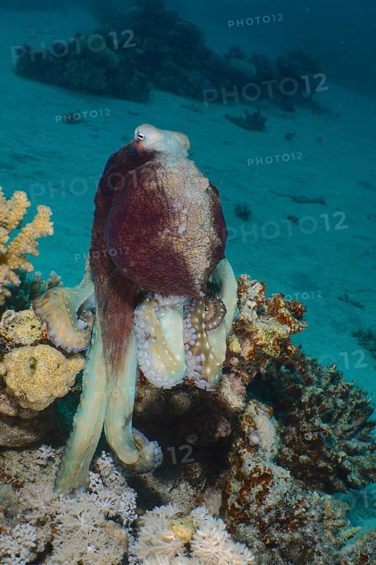 Great Blue Octopus (Octopus cyaneus), Dive Site House Reef, Mangrove Bay, El Quesir, Egypt, Red Sea, Africa