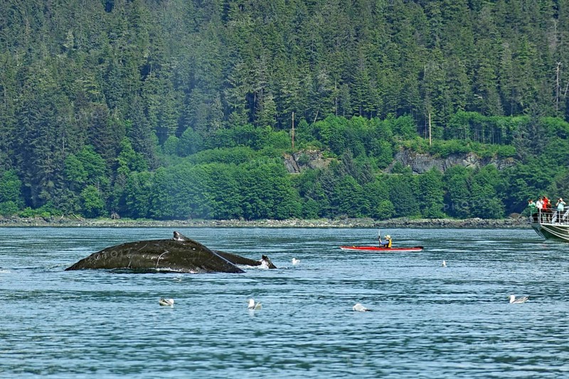 Two giant humpback whales in front of small kayak and tourist boat, Inside Passage, Juneau, Alaska, USA, North America