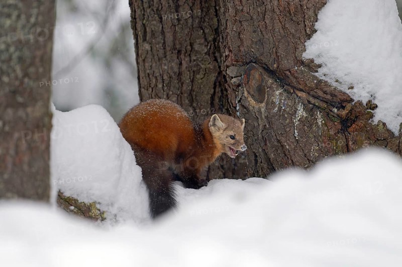 American marten (Martes americana), in the snow, on the ground, Ontario, Canada, North America