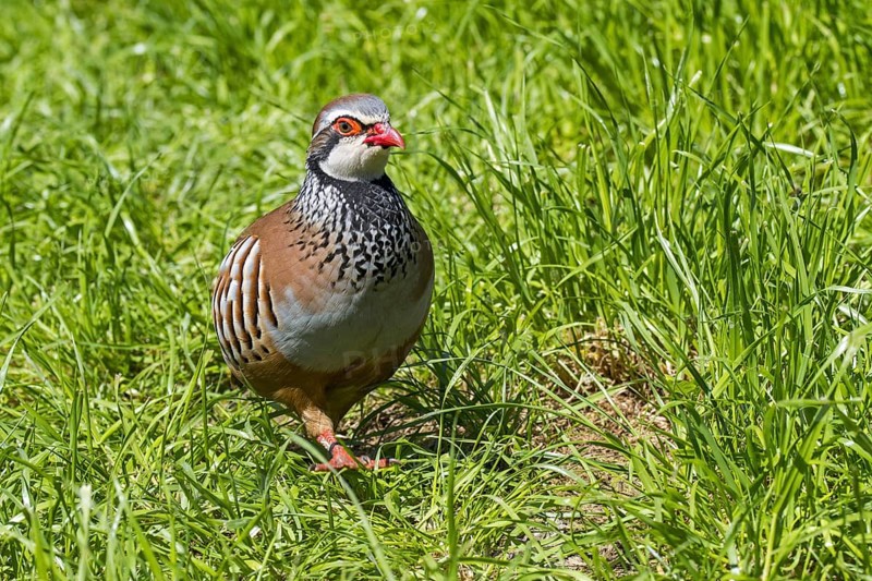 Red-legged partridge (Alectoris rufa), French partridge foraging in high grass in meadow, grassland
