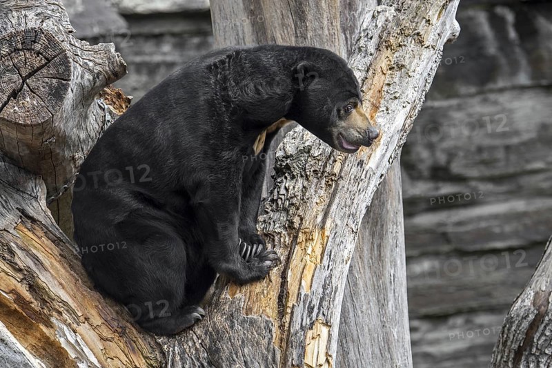 Sun bear (Helarctos malayanus) in zoo, zoological garden, native to Southeast Asia