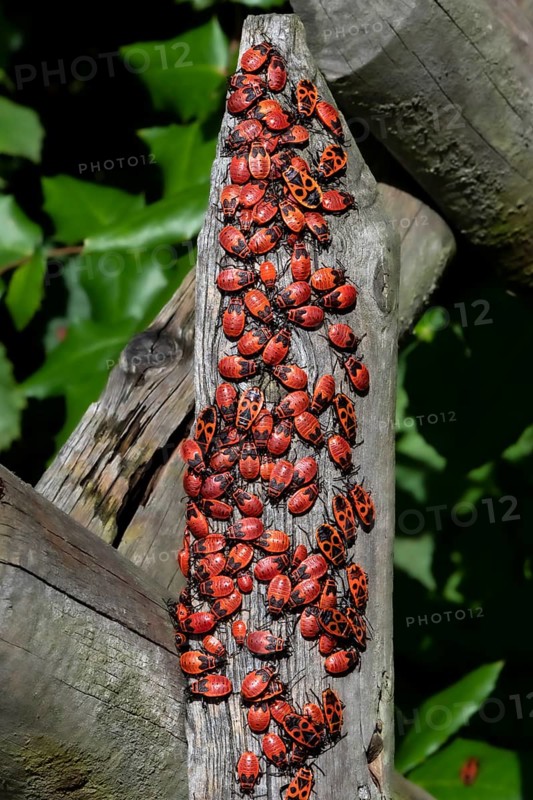 Fire bugs, firebug (Pyrrhocoris apterus), French beetle, mass assembly, Berlin, Germany, Europe