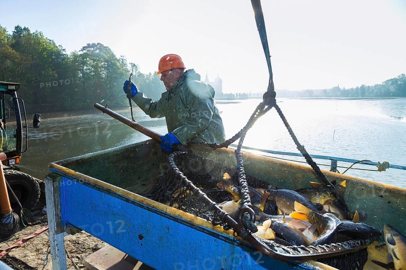 Fishing of the castle pond in Moritzburg