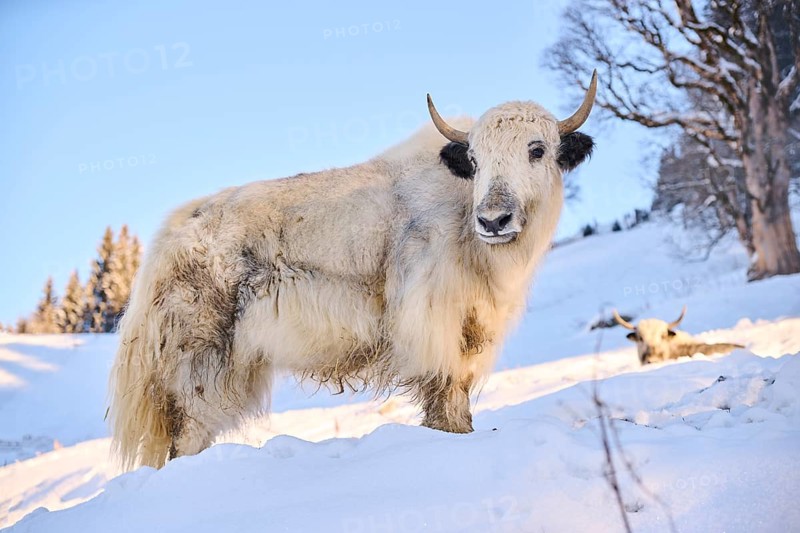 Domestic yak (Bos grunniens) on a snowy meadow in the mountains in tirol, Kitzbühel, Wildpark Aurach, Austria, Europe