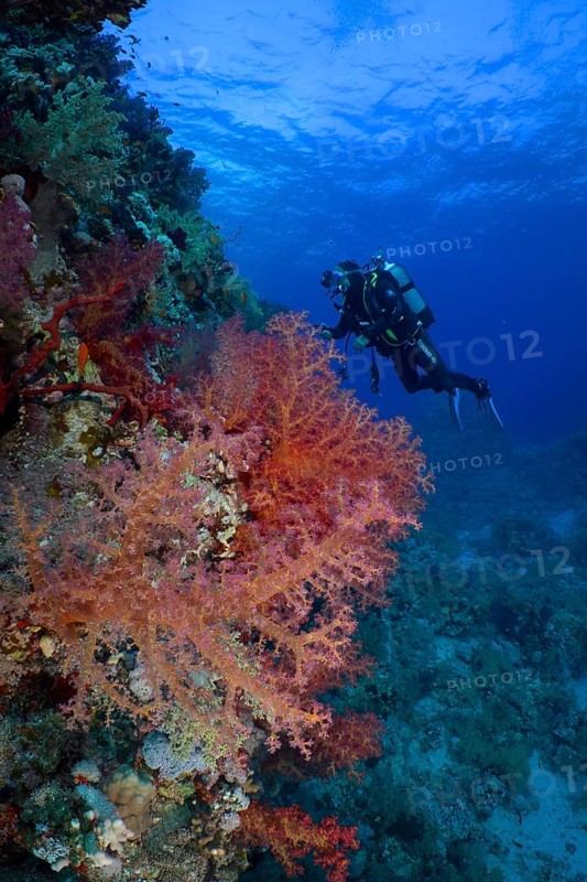 Hemprich's tree coral (Dendronephthya hemprichi), diver in background, Fury Shoals reef dive site, Red Sea, Egypt, Africa