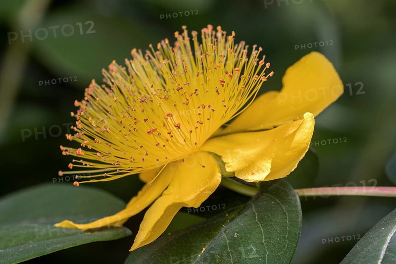 St. John's wort (Hypericum perforatum), flower, Bden-Württemberg, Germany, Europe