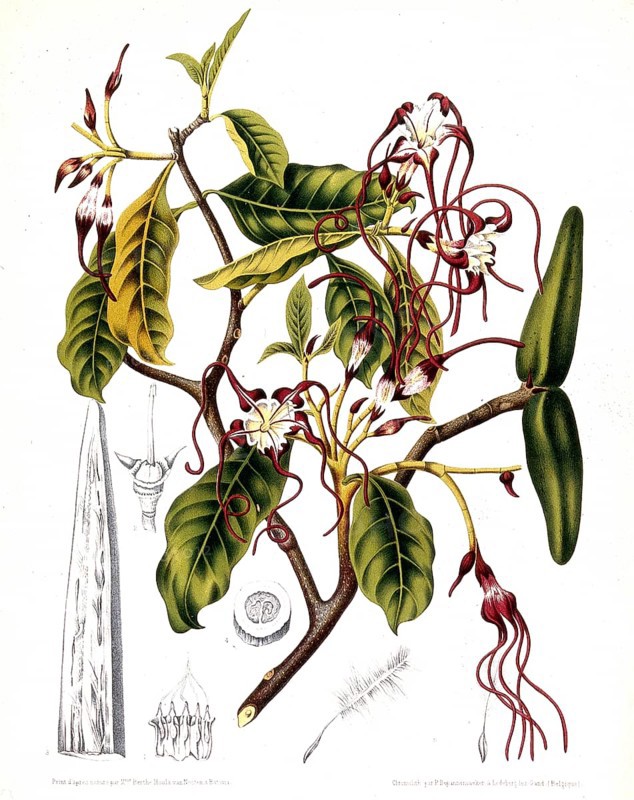 As a heart remedy and for the treatment of snakebites, Historic, digitally enhanced reproduction of an original from the period, Strophanthus divaricatus is a liana or sarmentous shrub that can grow up to 4, 5 metres high, with a stem diameter of up to 4 centimetres. The plant has been used in medicine