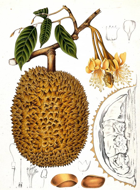 Durian (Durio zibethinus), durian tree, also called civet tree, is a species of plant within the mallow family, Historic, digitally enhanced reproduction of a period original