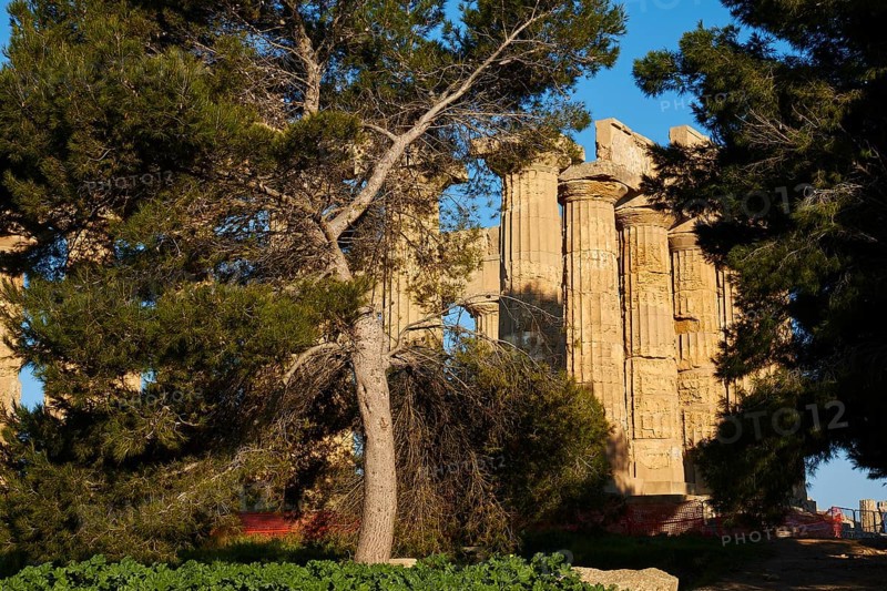 Temple E, Hera Temple, Tree, Selinunte, Archaeological Site, Temple, Southwest Sicily, Sicily, Italy, Europe