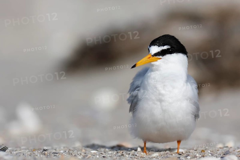 Little Tern (Sternula albifrons), adult bird on the beach, in the breeding area, Lower Saxon Wadden Sea National Park, East Frisian Islands, Lower Saxony, Germany, Europe