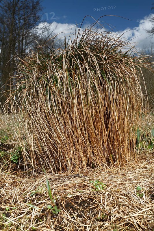 Greater tussock sedge (Carex paniculata) in spring, sour grass, tall perennial, Flusslandschaft Peenetal nature park Park, Mecklenburg-Western Pomerania, Germany, Europe