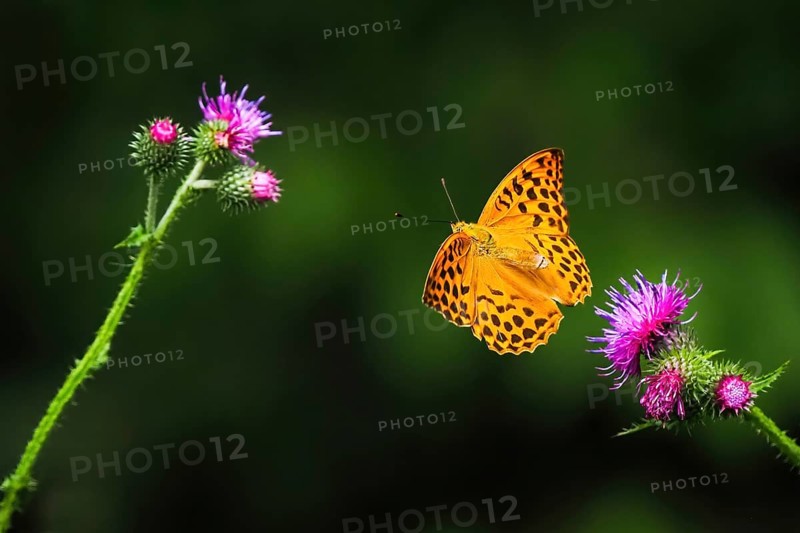 Silver-washed fritillary (Argynnis paphia), male, flying from flower of creeping thistle (Cirsium arvense), Hesse, Germany, Europe