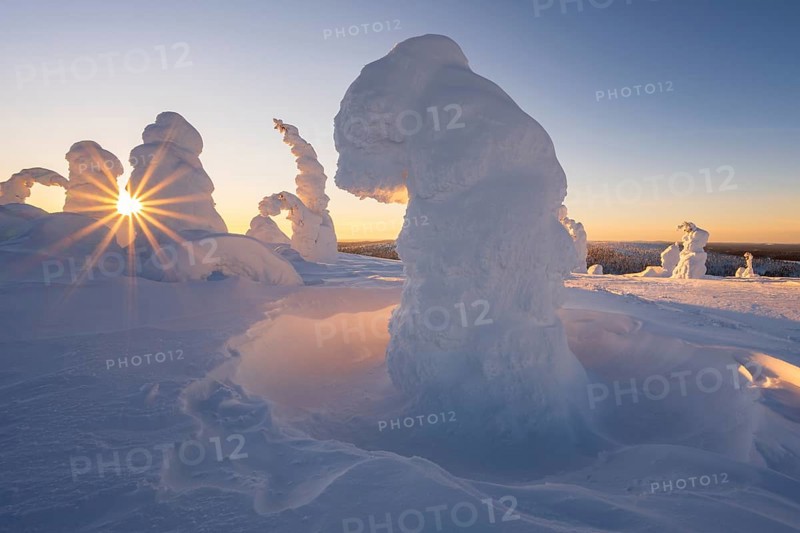 Snowed-in trees, winter landscape, Riisitunturi National Park, Posio, Lapland, Finland, Europe