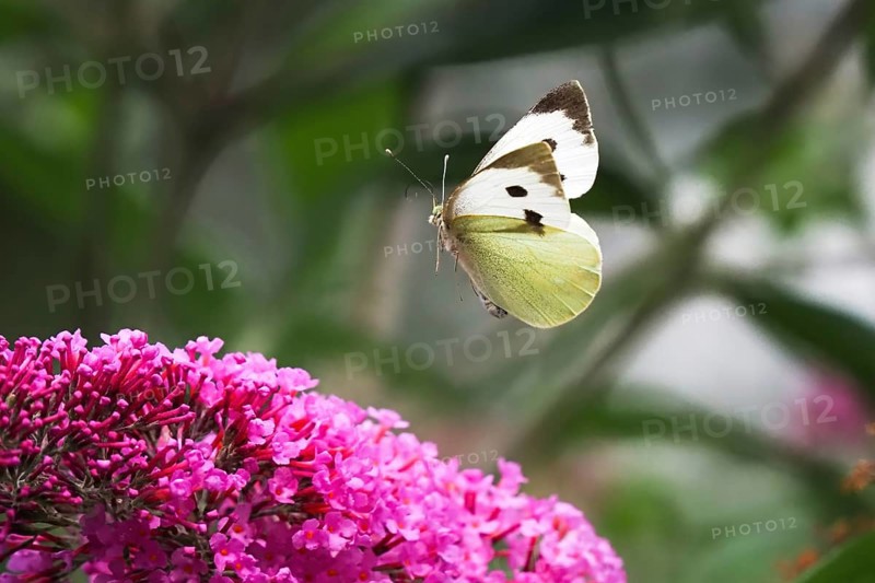 Cabbage butterfly (Pieris brassicae), flying, approaching flower of butterfly-bush (Buddleja davidii), Hesse, Germany, Europe