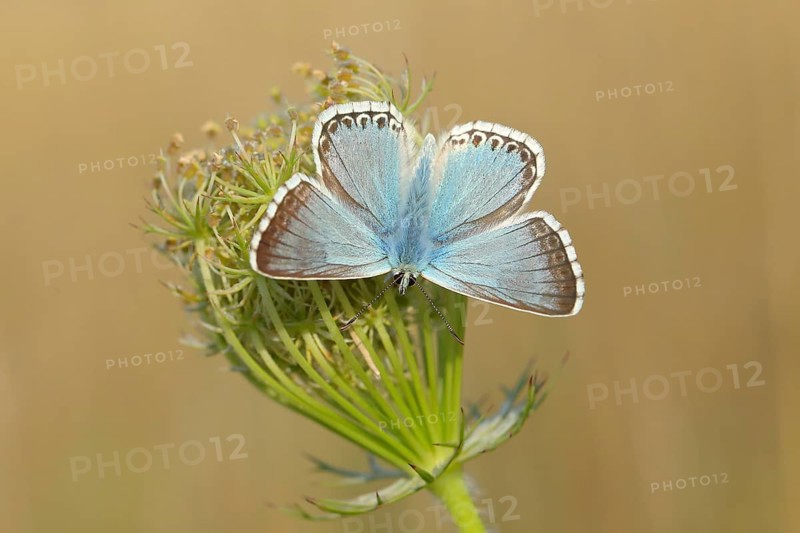 Silver-green blue (Lysandra coridon) Other animals, Insects, Butterflies, Animals, Bad Neustadt an der Saale, Bavarian Rhön nature park Park, Bavaria, Germany, Europe