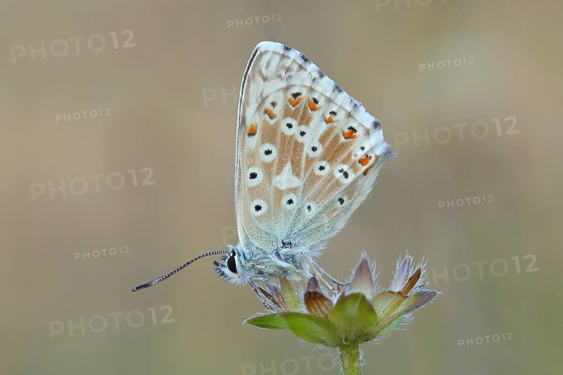 Silver-green blue (Lysandra coridon) Underside Other animals, Insects, Butterflies, Animals, Bad Neustadt an der Saale, Bavarian Rhön nature park Park, Bavaria, Germany, Europe