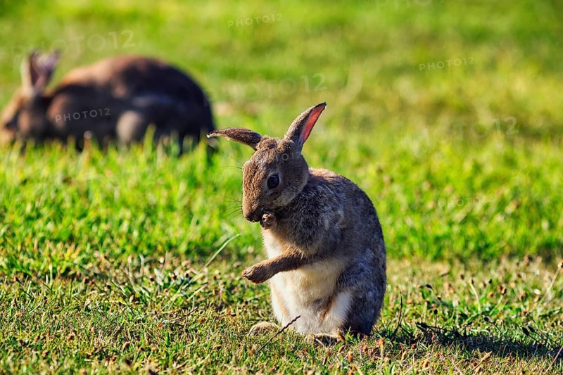 European rabbit (Oryctolagus cuniculus) in a meadow, St Mary's, Isles of Scilly, Cornwall, England, Great Britain