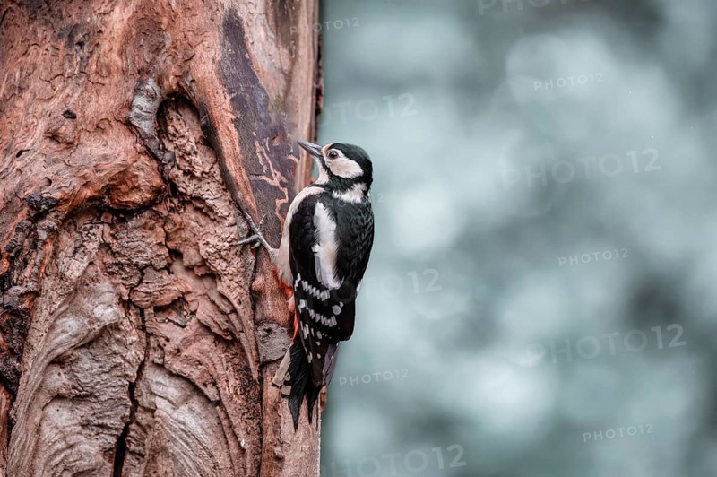 Great spotted woodpecker (Dendrocopos major), hanging from a thick brown tree trunk, looking to the right, background bright and blurred with bokeh circles, Overijssel, Netherlands