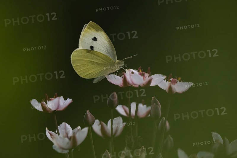 Small white (Pieris rapae) sitting on flower of flowering rush (Butomus umbellatus), Hesse, Germany, Europe