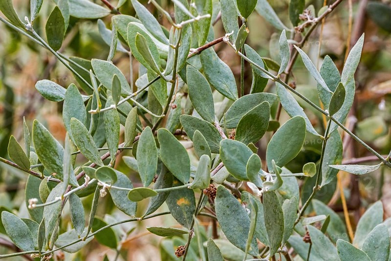 Jojoba (Simmondsia chinensis), goat nut, deer nut, pignut, wild hazel, quinine nut close-up of leaves, native to Southwestern North America
