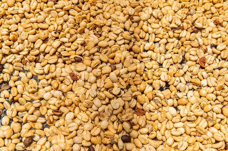 Coffee beans, Coffee farm Hacienda Venecia, Zona Cafetera, Colombia, South America