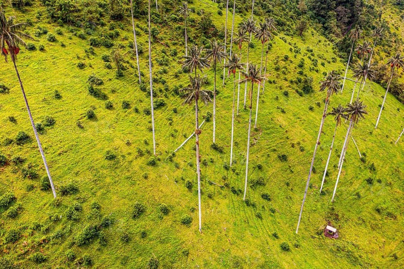 Wax palms largest palms in the world, Cocora valley, Unesco site coffee cultural landscape, Salento, Colombia, South America