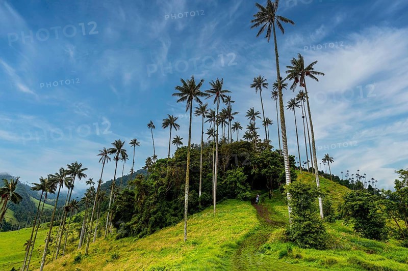 Wax palms largest palms in the world, Cocora valley, Unesco site coffee cultural landscape, Salento, Colombia, South America