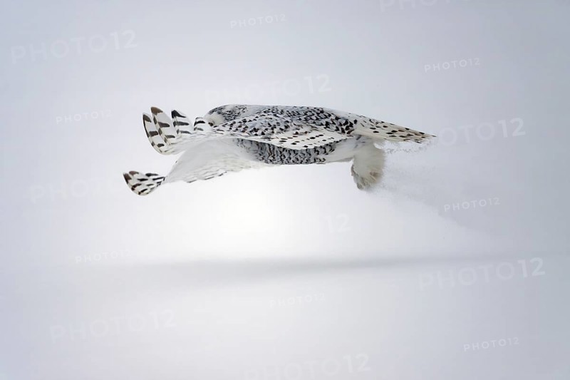 Female Snowy Owl (Nyctea scandiaca) (Syn. Bubo scandiaca) in flight, shortly after take-off, snow dusting up, wings pointing forward, Quebec, Canada, North America