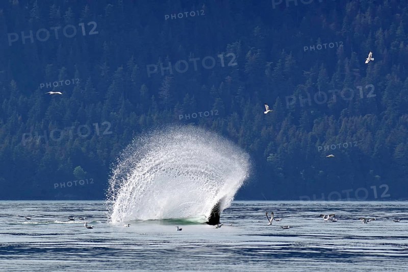 Humpback whale slaps the water with its fluke to stun fish, hunting behaviour, water fountain, Inside Passage, Juneau, Alaska, USA, North America