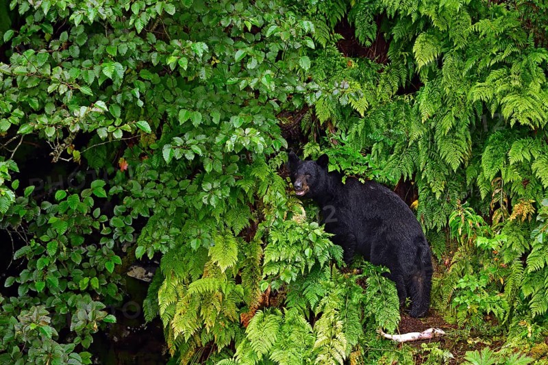 American Black Bear (Ursus americanus) looking at camera from forest edge, rainforest, Prince William Sound, Alaska, USA, North America