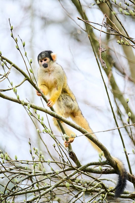 Black-capped squirrel monkey (Saimiri boliviensis) in a tree, Bavaria, Germany, Europe