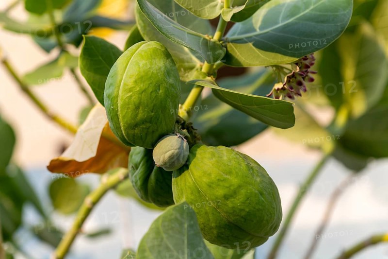 Sodom Apple (Calotropis Procera) tree, Giant Milkweed Asclepias, Isla Mujeres, Caribbean Coast, Cancun, Quintana Roo, Mexico, Central America