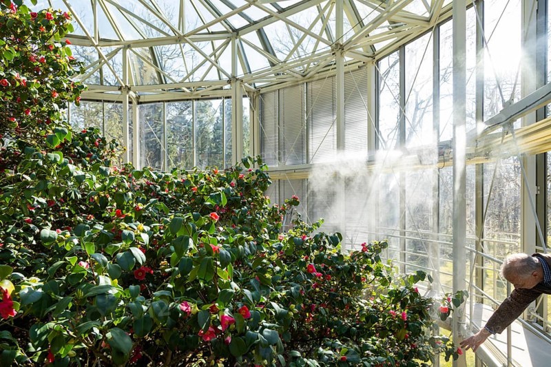 Pillnitz Palace Park Camellia in Bloom in the Shelter House