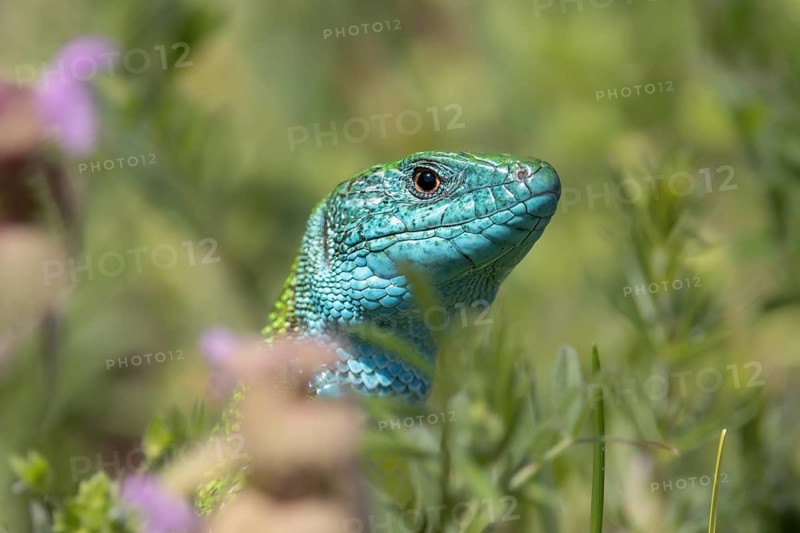 Emerald lizard male in grass, Dürnstein, Wachau, Lower Austria, Austria, Europe