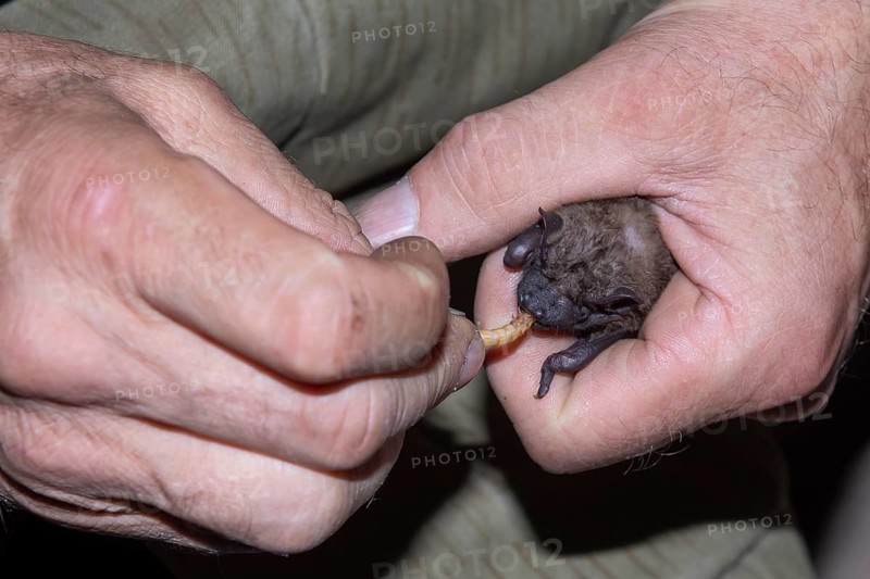 Common nightjar (Nyctalus Abendsegler) juvenile being fed with a mealworm, Brandenburg, Germany, Europe