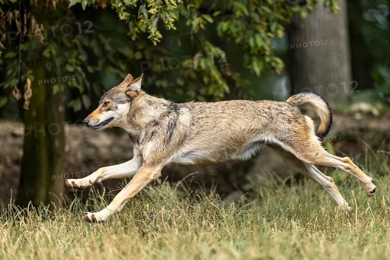 Algonquin wolf (Canis lupus lycaon), wolf, American wolf, running in a meadow, Germany, Europe