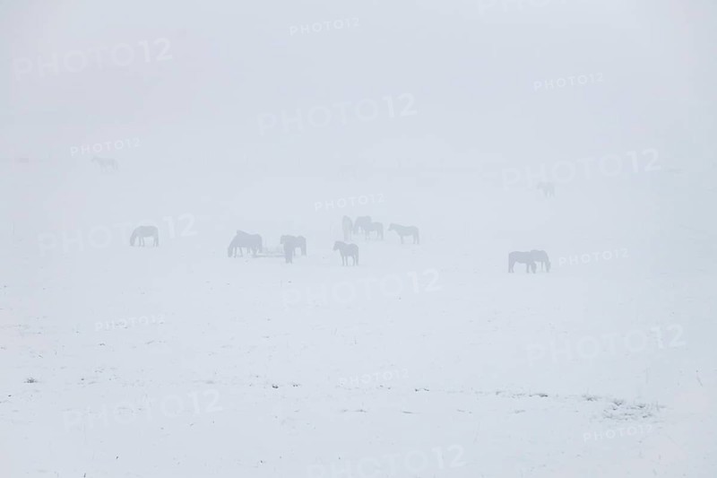 Horses in a snowy paddock at Hengstberg
