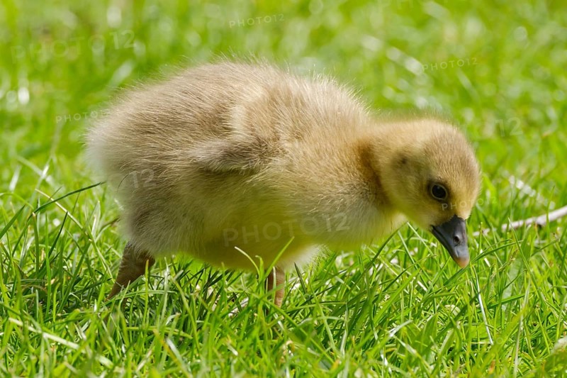 Greylag Goose (Anser anser), chick at Lake Vienenburg, Vienenburg, Goslar, Harz, Lower Saxony, Germany, Europe