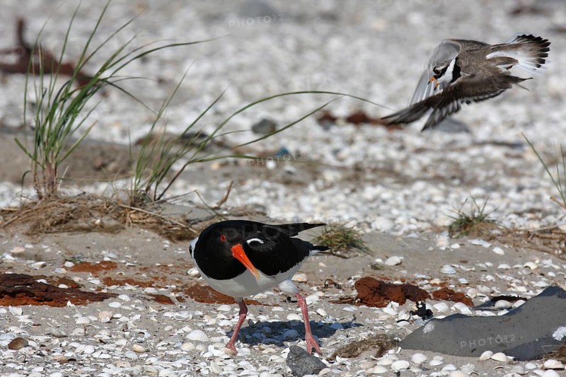 Ringed Plover (Charadrius hiaticula), adult bird defending clutch from attack by an eurasian oystercatcher (Haematopus ostralegus), Lower Saxon Wadden Sea National Park, East Frisian Islands, Lower Saxony, Germany, Europe