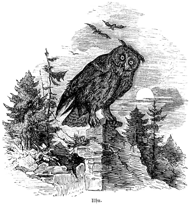 Eurasian Eagle-owl, Hubertus hunting, hunting scenes, wild animals, forest, wall, evening sun, sitting, claws, historical illustration around 1860