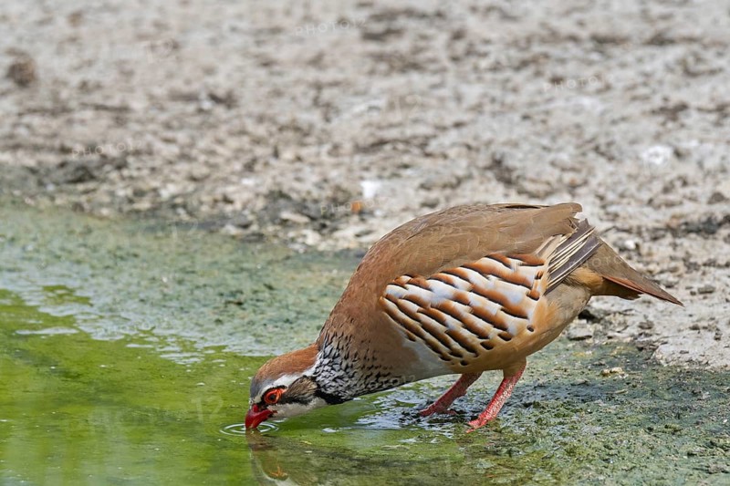 Red-legged partridge (Alectoris rufa), French partridge drinking water from pond