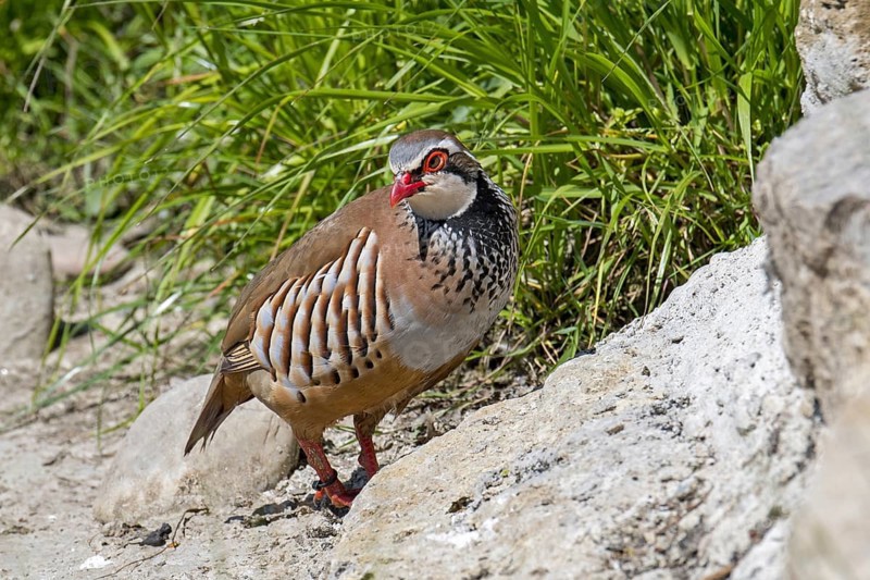 Red-legged partridge (Alectoris rufa), French partridge foraging in meadow, grassland