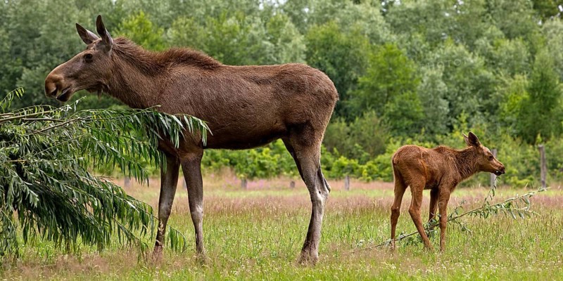 Eurasian cow elk with moose (Alces alces) calf captive in Sababurg Zoo, Hofgeismar, Reinhardswald, Hesse, Germany, Europe