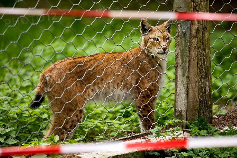 Eurasian lynx (Lynx lynx), northern lynx captive behind the bridle in Sababurg Zoo, Hofgeismar, Reinhardswald, Hesse, Germany, Europe