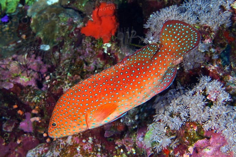 Jewel grouper (Cephalopholis oligosticta), Daedalus Reef dive site, Egypt, Red Sea, Africa