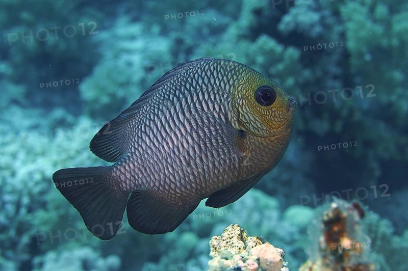 Threespot dascyllus (Dascyllus trimaculatus), damsel fish, House reef dive site, Mangrove Bay, El Quesir, Egypt, Red Sea, Africa