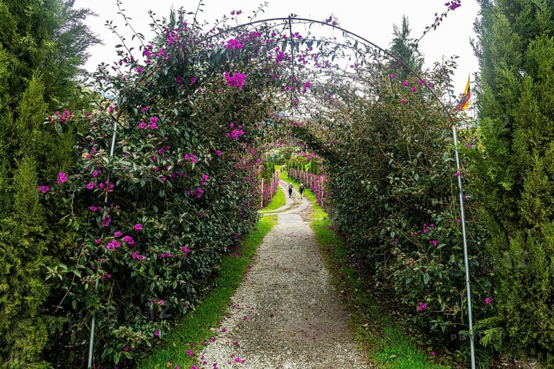 Flower bush entrance, Cocora valley, Unesco site coffee cultural landscape, Salento, Colombia, South America