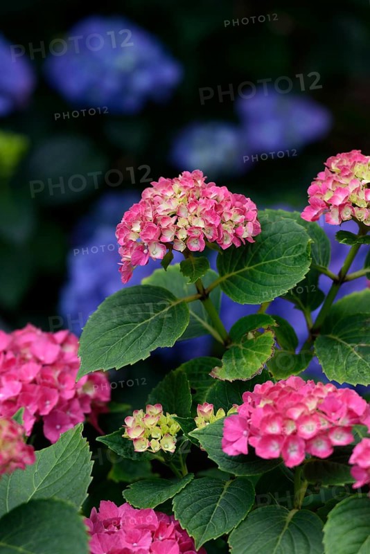 Red and blue hydrangeas (Hydrangea macrophylla)